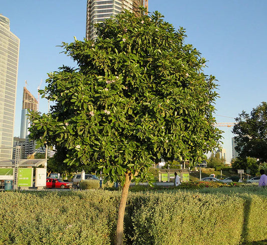 Tabebuia rosea "Rosy trumpet tree"