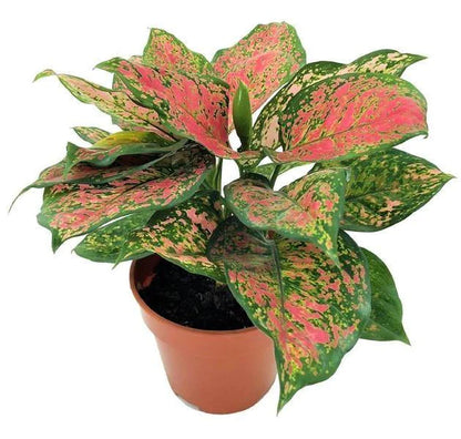 Aglonema sp, Lady Valentine Plant