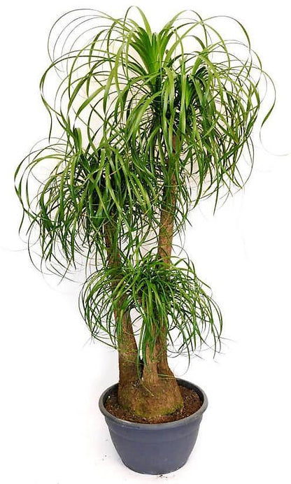 Elephant’s Foot, Beaucarnea Recurvata, Ponytail Palm