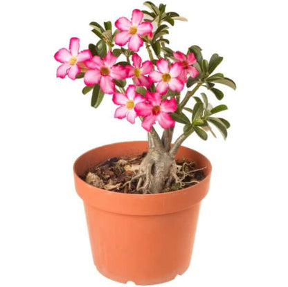 Adenium Obesum, Desert Rose