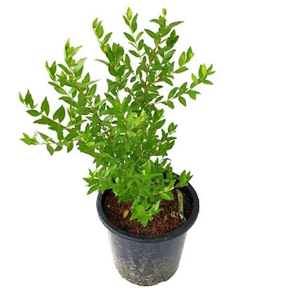 ‎Myrtle, Myrtus Communis