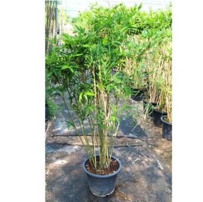 Bambusa multiplex, Chinese Dwarf Bamboo