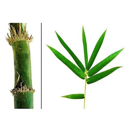 Bambusa vulgaris, Common Bamboo