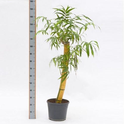 Bambusa vulgaris, Common Bamboo