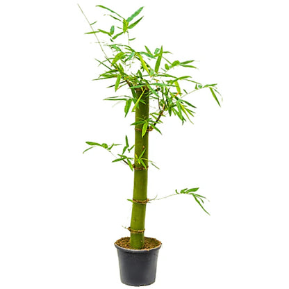 Bambusa vulgaris, Common Bamboo
