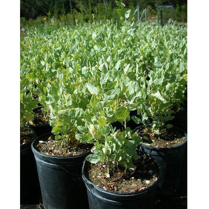 Atriplex Semibaccata, Berry SaltBush