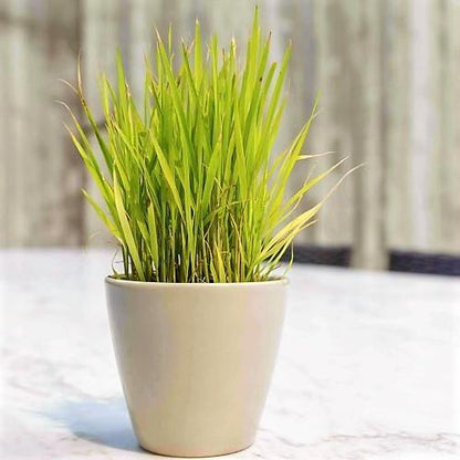 Lemon Grass, Cymbopogon Citratus