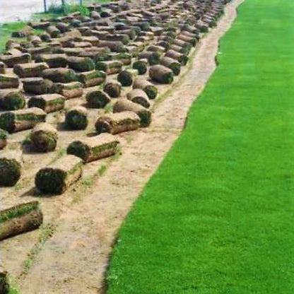 Natural Carpet Grass, American Bermuda)