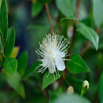 ‎Myrtle, Myrtus Communis
