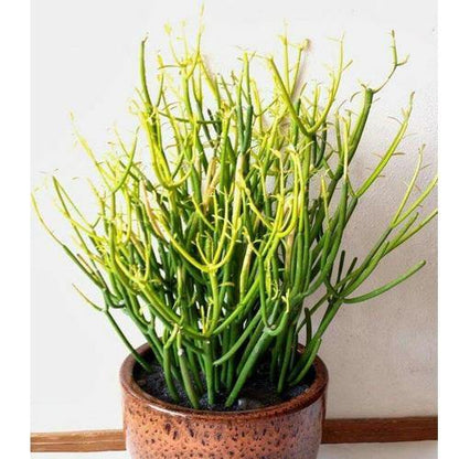 Euphorbia Tirucalli, Pencil Cactus