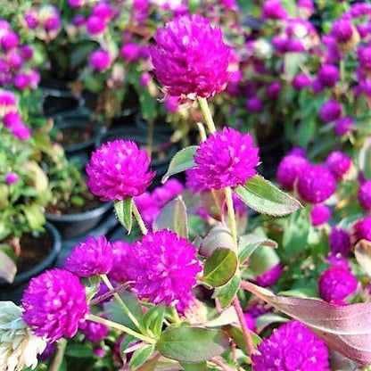 Gompherena Flowers (small)