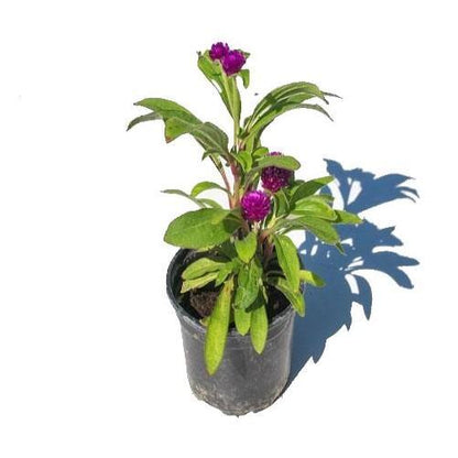 Gompherena Flowers (small)