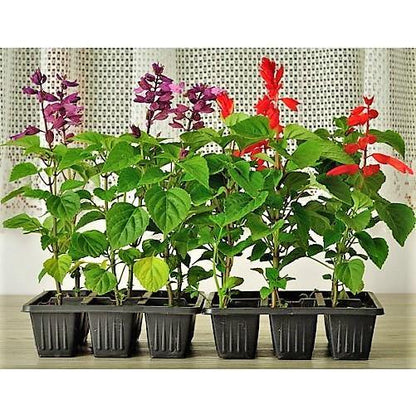 Sage of the diviners Plant (small)