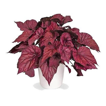 Acalypha wilkesiana, Tri Color