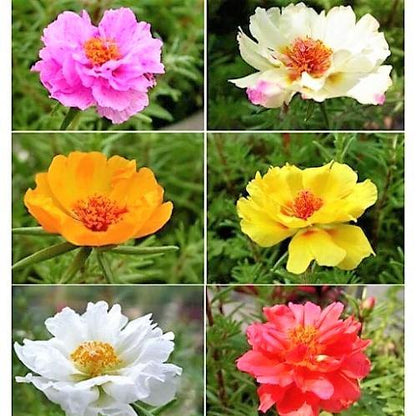 Rose Moss, Portulaca Grandiflora