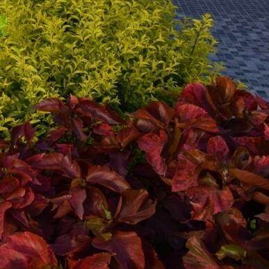 Acalypha wilkesiana, Tri Color