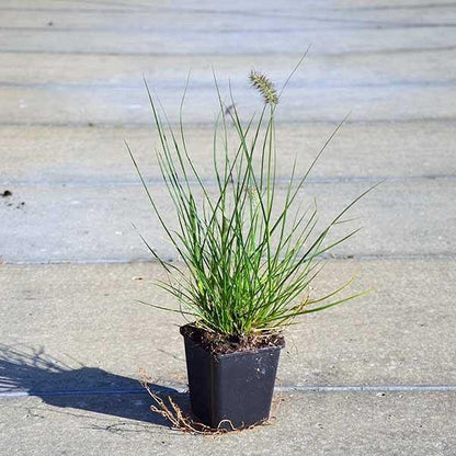 Pennisetum alopecuroides, Chinese fountain grass