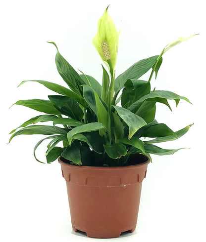 Peace Lily Plant - Spathiphyllum