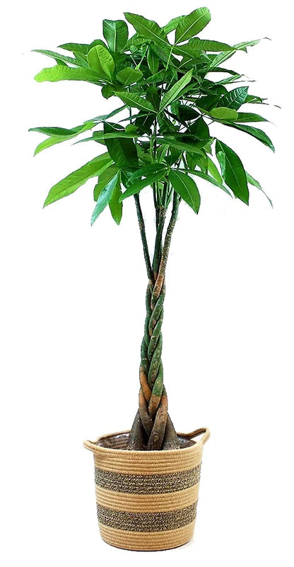 Money Tree (Twisted Trunk) - Pachira Aquatica