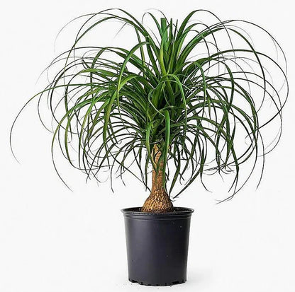 Elephant’s Foot, Beaucarnea Recurvata, Ponytail Palm
