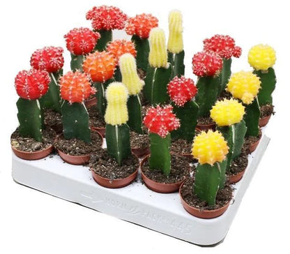 Gymnocalycium small 10-15cm