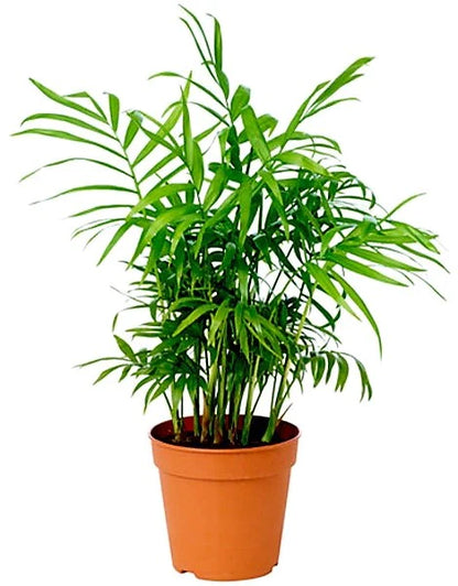 Parlour Palm - Bamboo Palm - Chamaedorea elegans