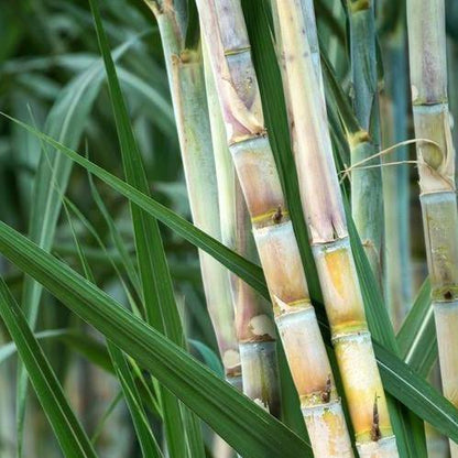 Saccharum Officinarum, Sugarcane, قصب السكر