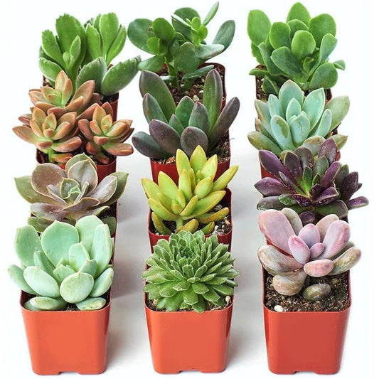 Mini succulents "Per Piece" Plant