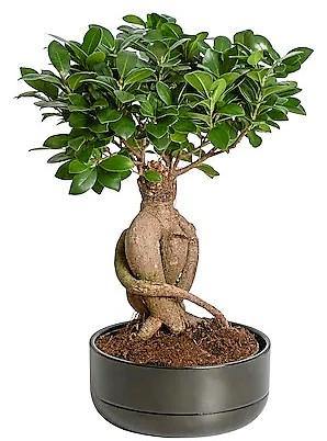 Ficus Ginseng Bonsai Plant
