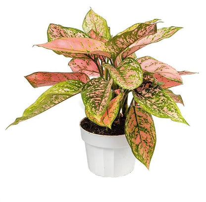 Aglonema sp, Lady Valentine Plant