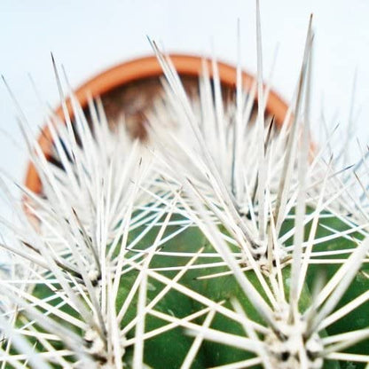 Pachy Cactus