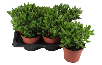 Money Tree - Dollar Plant - Jade Plant - Jade Tree