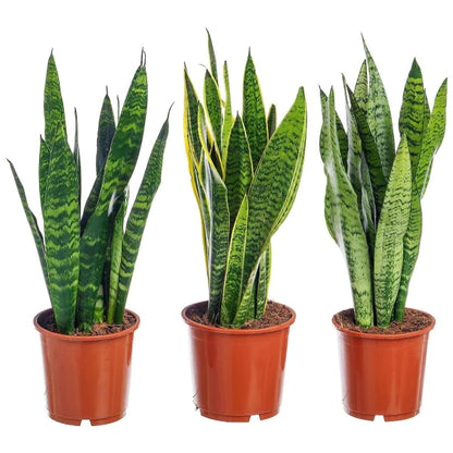 Snake Plant - Laurentii - indoor