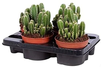 Peruvian Cactus, Cereus Peruvianus