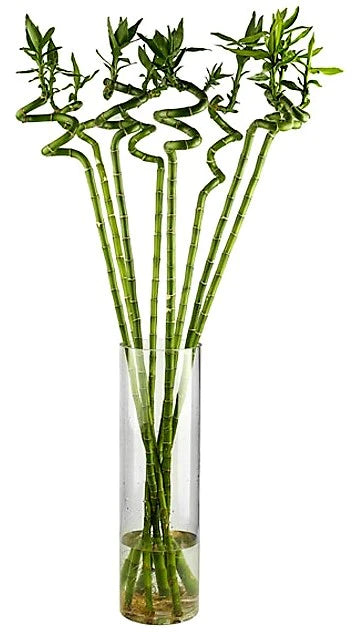 Lucky Bamboo Plant - Dracaena Sanderiana