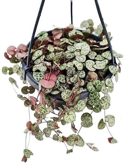 String of Hearts Plant, Ceropegia Woodii