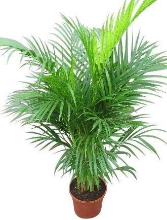 Areca Palm Plant - Indoor - Chrysalidocarpus lutescens