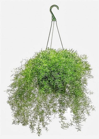Asparagus Hanging Indoor Plant