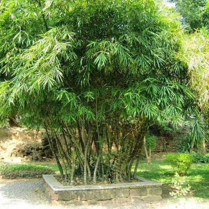 Bambusa vulgaris, Common Bamboo