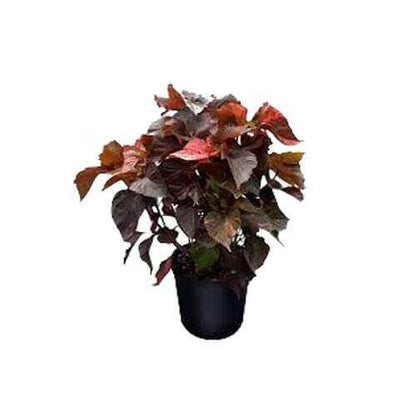 Acalypha wilkesiana, Tri Color