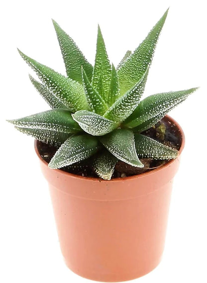 Zebra Cactus, Haworthia Fasciata Concolor