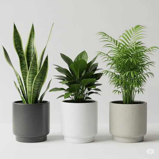 3-in-1 Air Purifying Bedroom Plant Bundle – Ceramic Pots