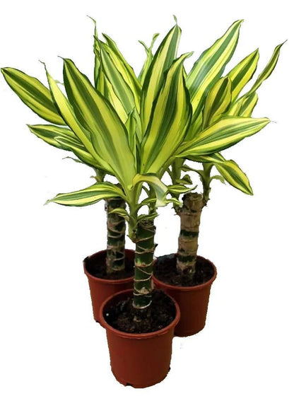 Dracaena Fragrans Yellow Coast Plant