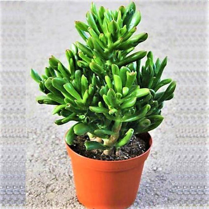 Crassula Ovata, Hobbit Plant