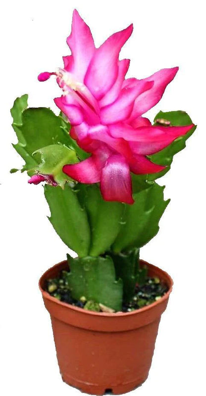 Christmas Cactus Plant