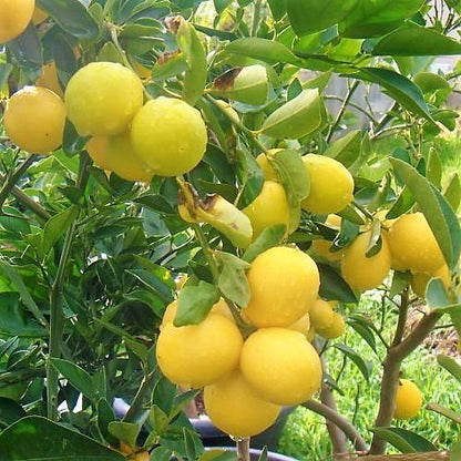 Citrus, Binzaheer, lime