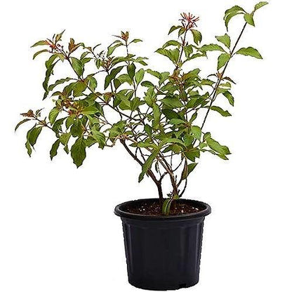 Fire Bush, Hamelia Patens