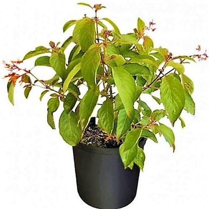 Fire Bush, Hamelia Patens