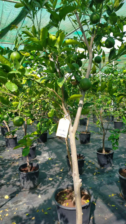 Citrus orange, Abu Surra, Orange Tree