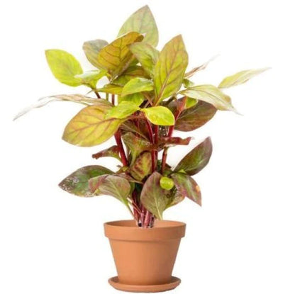 Alternanthera Red, Red Sessile, Joyweed (small)